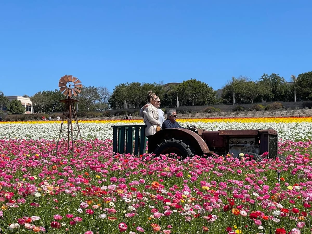 Carlsbad Flower Fields near San Diego - spring ranunculus bloom rows
