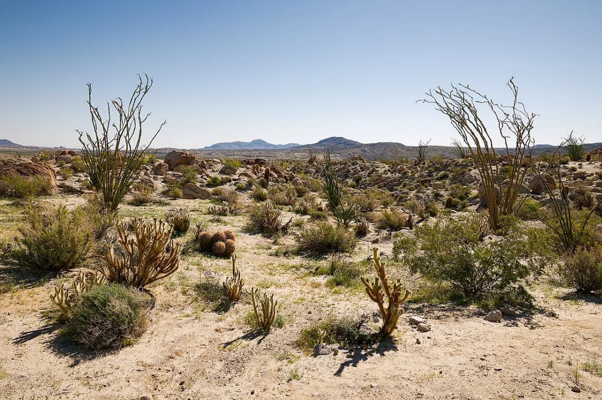 Anza-Borrego Desert State Park wildflower superbloom — one of the best day trips from San Diego
