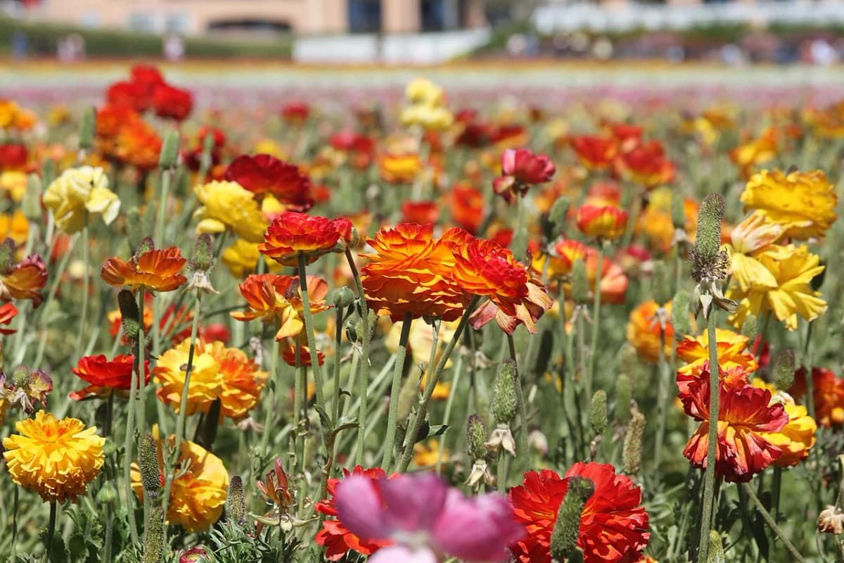 Carlsbad Flower Fields — view 1