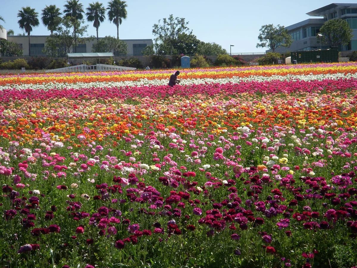 Carlsbad Flower Fields — view 2