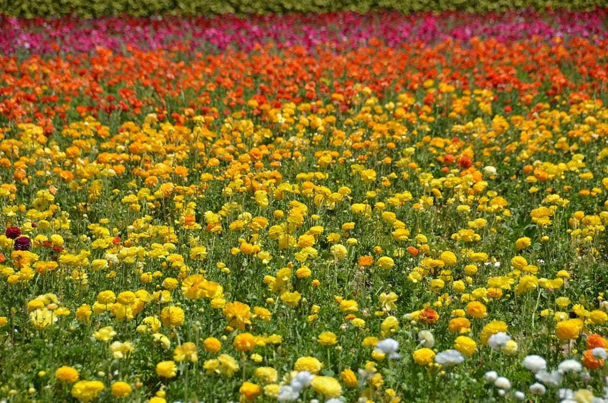 Carlsbad Flower Fields — view 3