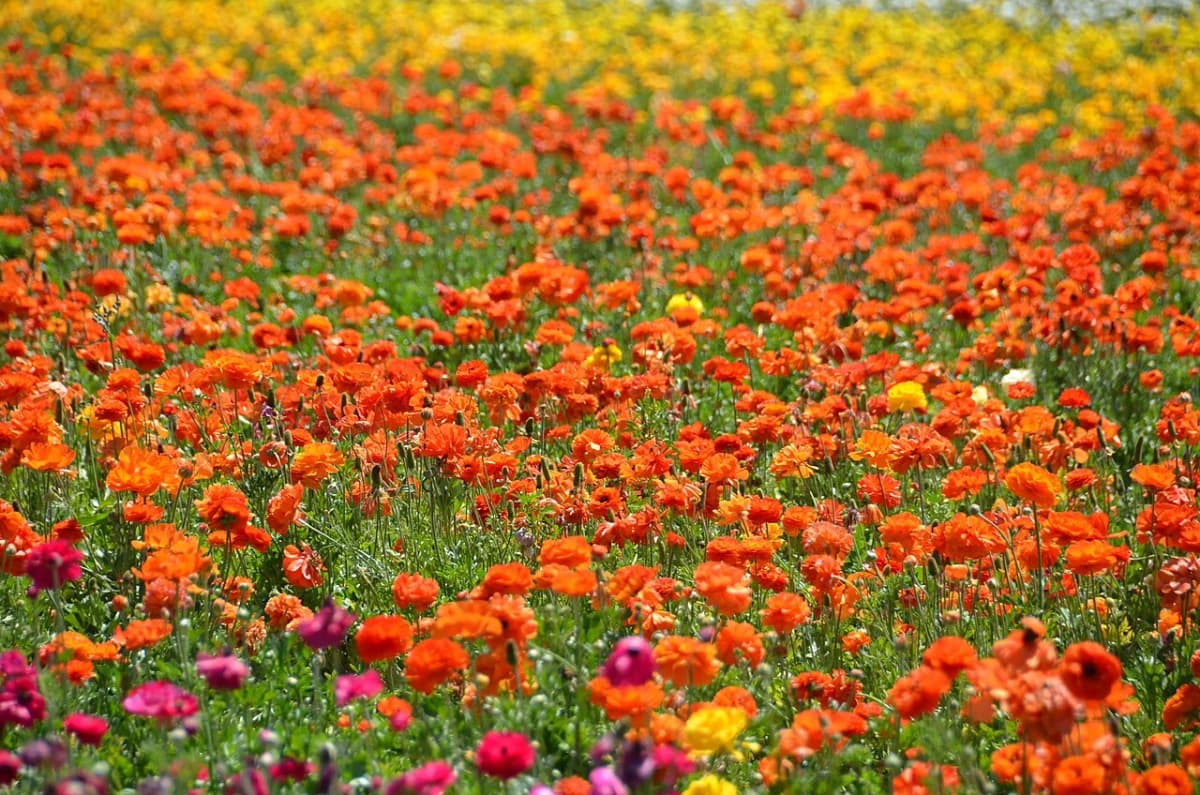 Carlsbad Flower Fields — view 4