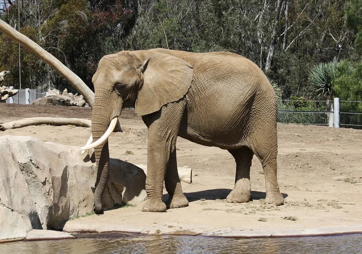 San Diego Zoo animals and habitats