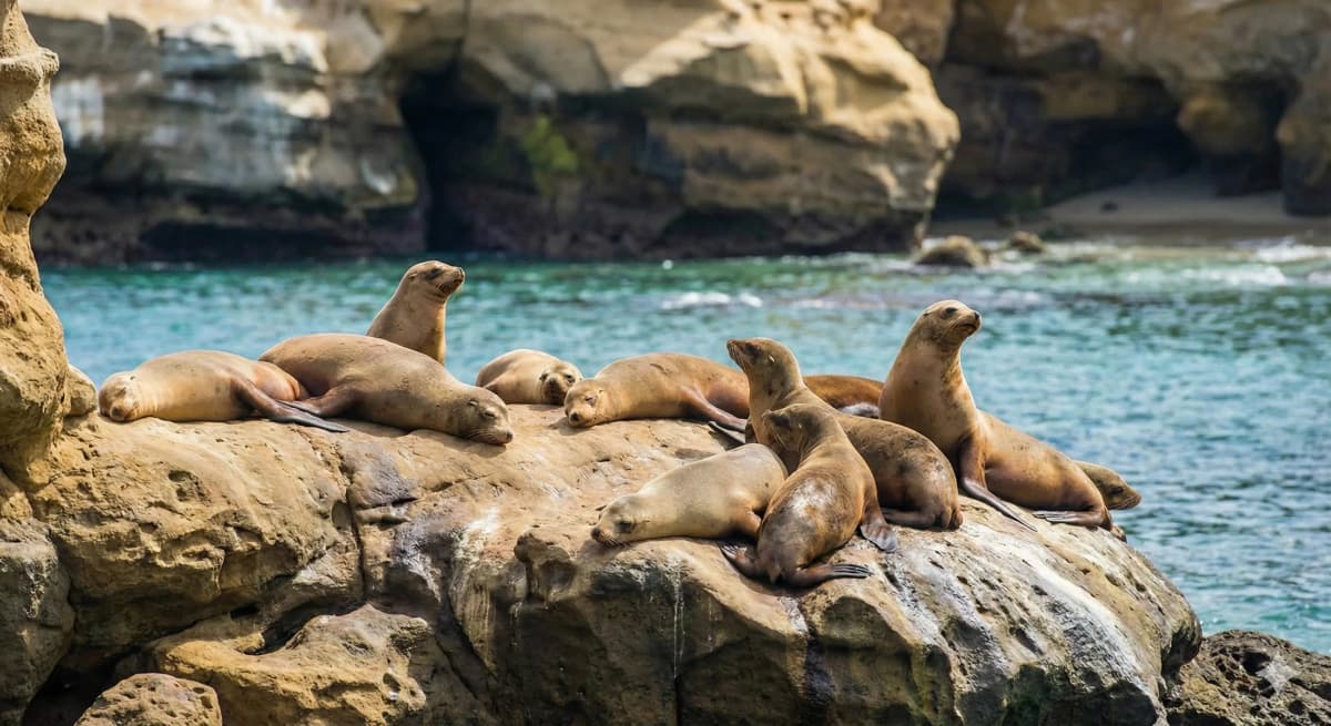 La Jolla Cove sea lions and snorkeling, San Diego