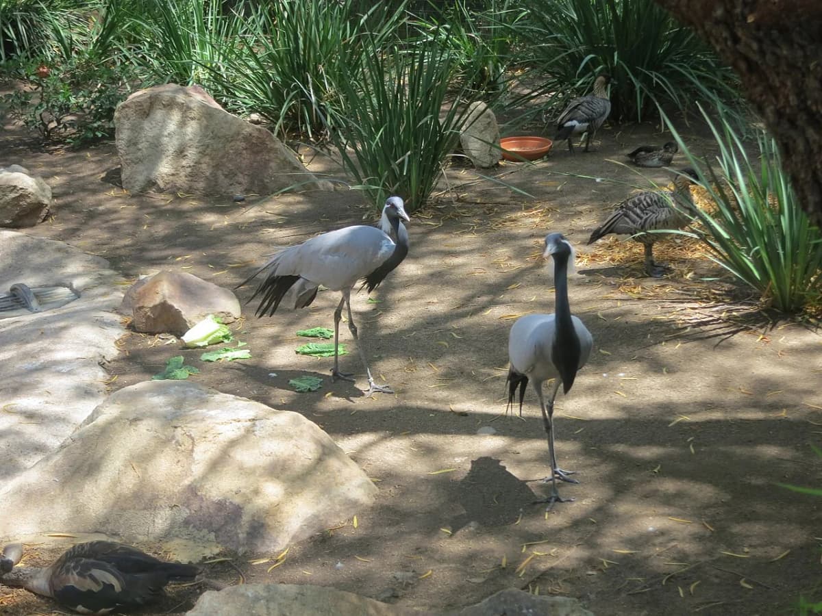 San Diego Zoo Safari Park — Elephant Valley watering hole with the herd